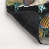 Aziatische ArowanaとDiscus Muismat (Hoek)