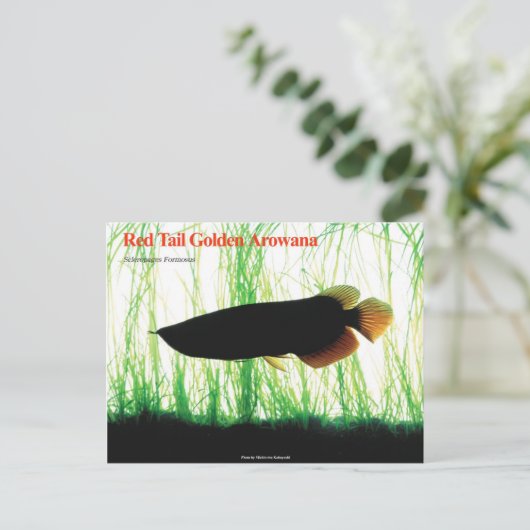 Aziatische Arowana Briefkaart (Staand voorkant)