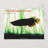 Aziatische Arowana Briefkaart (Voorkant)