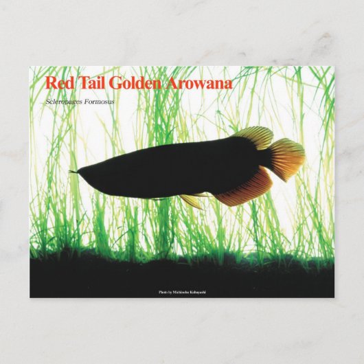 Aziatische Arowana Briefkaart (Voorkant)