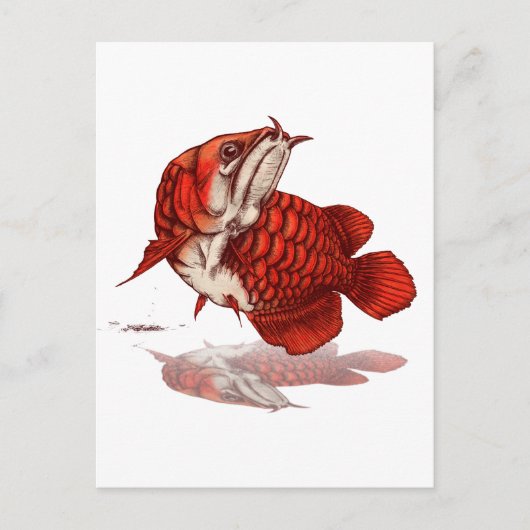 Aziatische arowana briefkaart (Voorkant)