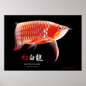 Aziatische Arowana (Rode Type) Poster (Voorkant)