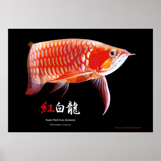 Aziatische Arowana (Rode Type) Poster (Voorkant)