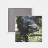 Aziatische Bearcat magneet (Voorkant / Achterkant)