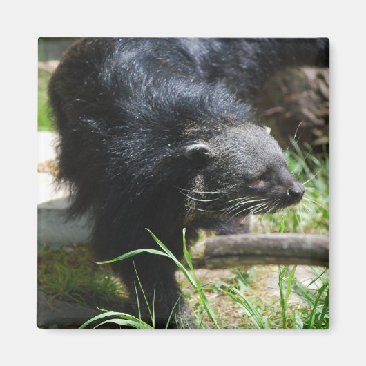 Aziatische Bearcat magneet (Voorkant)