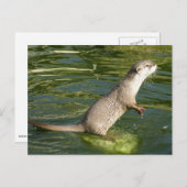 Aziatische geelotter briefkaart (Voorkant / Achterkant)