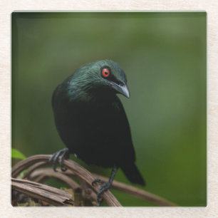Aziatische Glossy Starling met opvallend rood oog Glazen Onderzetter