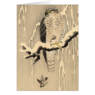 Aziatische Goshawk schilderen