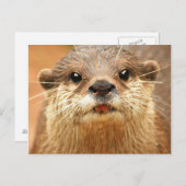 Aziatische Kleine Gekrabde Otter Briefkaart (Voorkant / Achterkant)