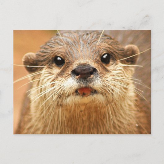 Aziatische Kleine Gekrabde Otter Briefkaart (Voorkant)