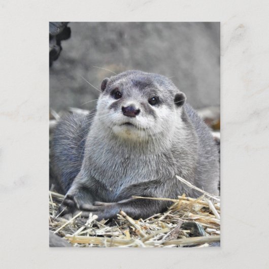 Aziatische kleingeestige otter briefkaart (Voorkant)