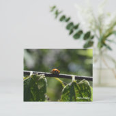 aziatische lieveheersbeestenvlinder briefkaart (Staand voorkant)