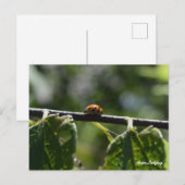 aziatische lieveheersbeestenvlinder briefkaart (Voorkant / Achterkant)