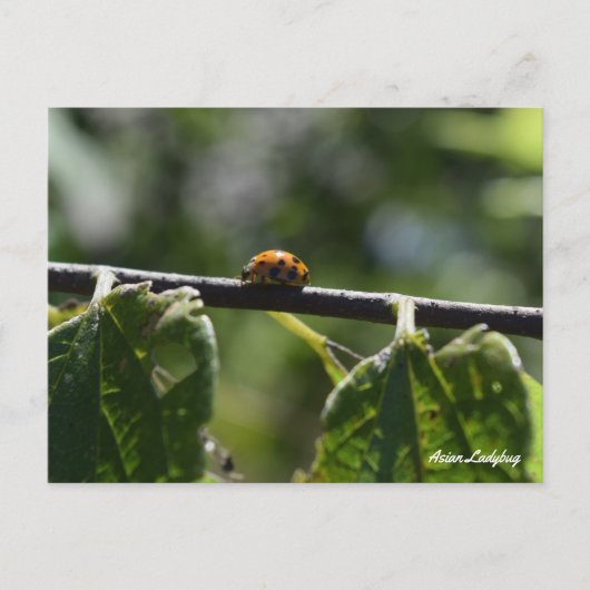 aziatische lieveheersbeestenvlinder briefkaart (Voorkant)
