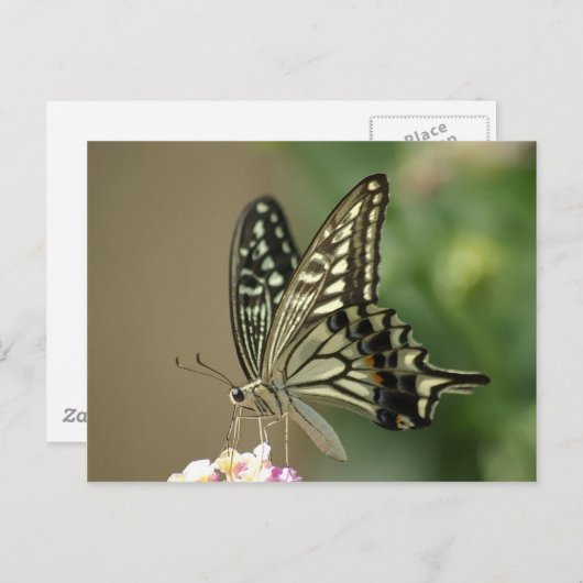 Aziatische moerstaart briefkaart (Voorkant / Achterkant)