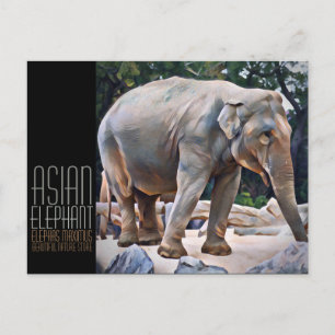 Aziatische Olifant [Ansichtkaart] Briefkaart