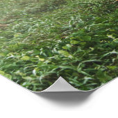 Aziatische olifant in Thailand Poster (Hoek)