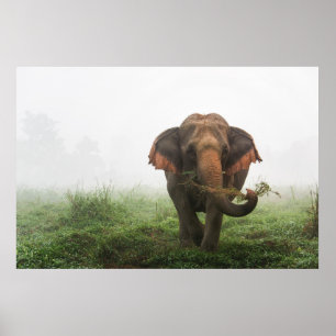 Aziatische olifant in Thailand Poster