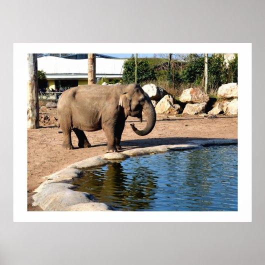 Aziatische olifant poster (Voorkant)