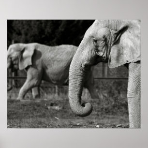 Aziatische olifant Poster afdrukken