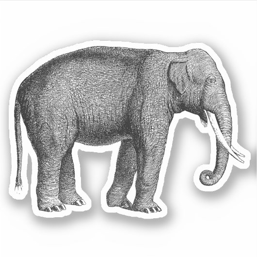 Aziatische olifanten Print Sticker (Voorkant)