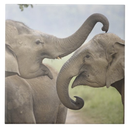 Aziatische olifanten spelen in gevecht tegeltje (Voorkant)