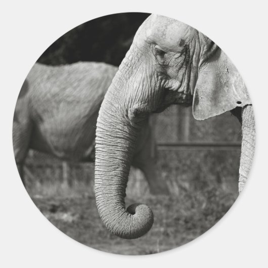Aziatische olifanten Stickers (Voorkant)