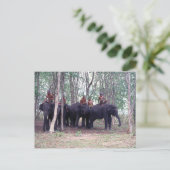 Aziatische olifantenBriefkaart Briefkaart (Staand voorkant)
