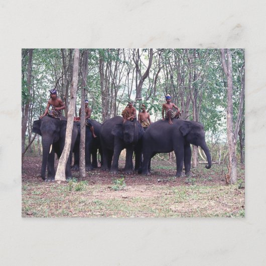 Aziatische olifantenBriefkaart Briefkaart (Voorkant)