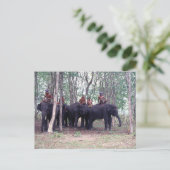 Aziatische olifantenBriefkaart Briefkaart (Staand voorkant)