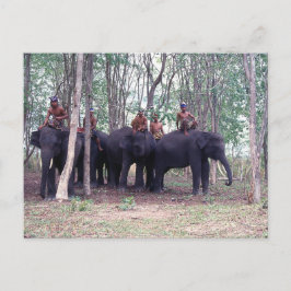 Aziatische olifantenBriefkaart Briefkaart