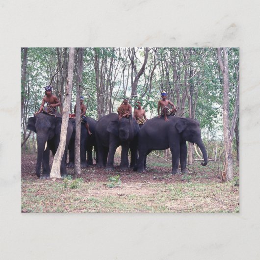 Aziatische olifantenBriefkaart Briefkaart (Voorkant)