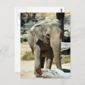 Aziatische olifantenfoto briefkaart (Voorkant / Achterkant)