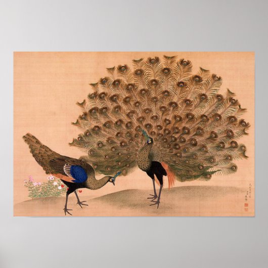 -Aziatische Peacock Poster (Voorkant)