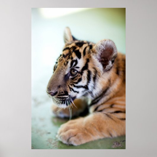 Aziatische tijger poster (Voorkant)