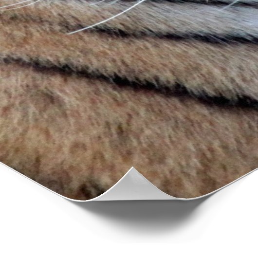 Aziatische tijger poster (Hoek)