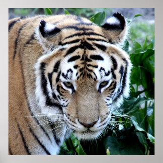 Aziatische tijger poster