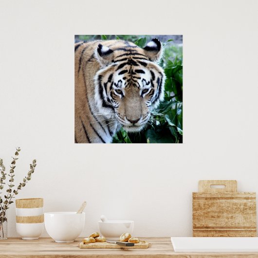 Aziatische tijger poster (Keuken)