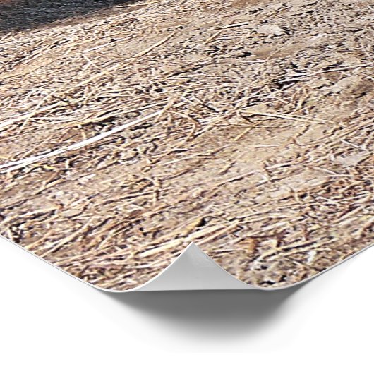 Aziatische waterbuffel poster (Hoek)