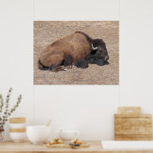 Aziatische waterbuffel poster (Keuken)