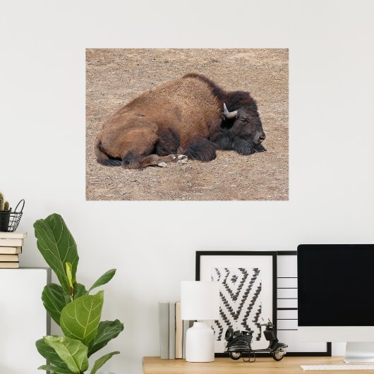 Aziatische waterbuffel poster (Thuiskantoor)