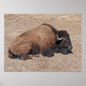 Aziatische waterbuffel poster (Voorkant)