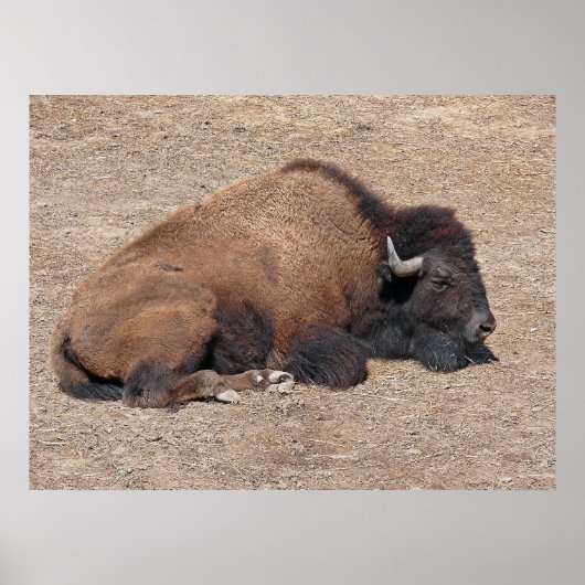 Aziatische waterbuffel poster (Voorkant)