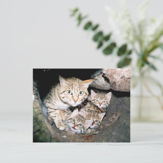 Aziatische wilde briefkaart (Staand voorkant)