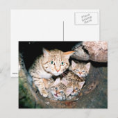 Aziatische wilde briefkaart (Voorkant / Achterkant)