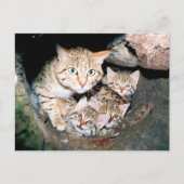 Aziatische wilde briefkaart (Voorkant)