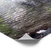 Aziatische zwarte Beer Poster (Hoek)