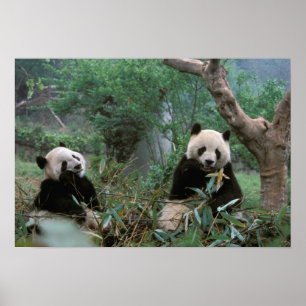 Azië, China, Chengdu. Giant Panda Sanctuary - 2 Poster