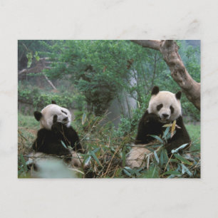 Azië, China, Chengdu. Reuzenpanda reservaat Briefkaart