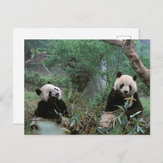 Azië, China, Chengdu. reuzenpandabekken Briefkaart (Voorkant / Achterkant)